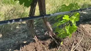 Vineyard Education Series - S1E1.4: Seven Hills Vineyard