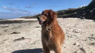 Golden Retrievers Beach Day - Emmett TV