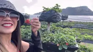 PICKING STRAWBERRIES TOURS IN BAGIOU CITY, Philippines