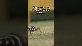 This is a Hoopoe
