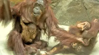 親子で転げ回って戯れる（キキ♀24、ロキ♂7、キーボー生後33日）・オランウータン　2025/08/13