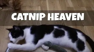 Huge Catnip haul from eBay!