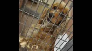 Animal Shelter Awareness