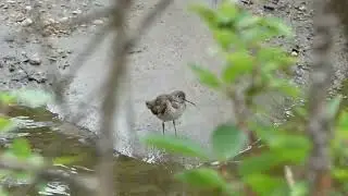 Solitary Sandpiper iNat 232382096