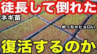 【実験開始】徒長で倒れたネギ苗は本当に復活するのか？検証します！
