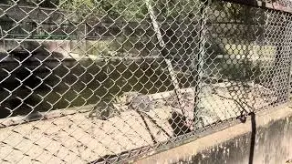 Marsh/Swamp Crocodile @Lucknow Botanical Garden