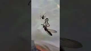 Spider hog-tying a robber fly