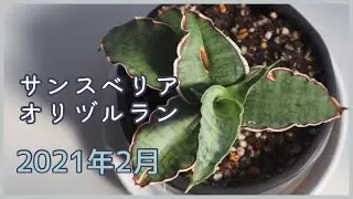 サンスベリアとオリヅルランの2021年2月の記録｜観葉植物
