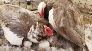 Broody Muscovy ducks playing musical eggs