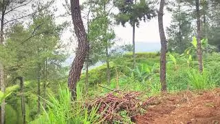 Traditional Fertilizer Application in Farmland #RuralAgriculture #TraditionalFarming