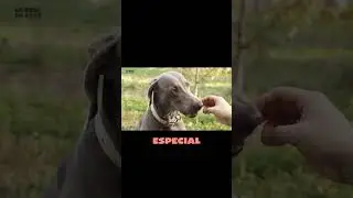 Comida Casera  El Secreto para un Perro Feliz 🥣🐾