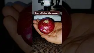 Onion Under Microscope #scienceexperiment #science #microscope #microscopeworld #experiment