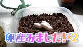 初産卵【ミドリガストロカナヘビ】