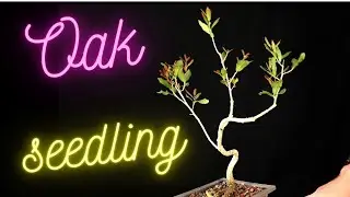 Oak Seedlings for Prebonsai. Two live oak and a laurel oak.