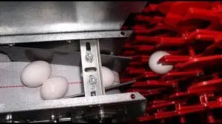 Chore-Time&reg; Egg - Egg Collection