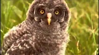 Yellowstone Wild / Yellowstone Forest: Predator's Paradise