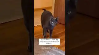 Cat Thief!