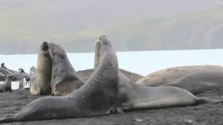 Male elephant seals play fighting
