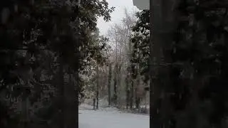 I woke up to this It's Snowing We All Are Snowed In #foryou #short #snow #weather #youtube Part1