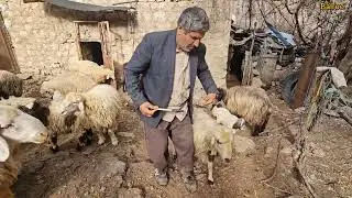 Nomadic hard work: Berko bread and treating sheep with love