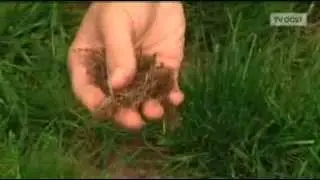 De Tuindokter: Gazon verticuteren - Ontmossen - Kam je gras