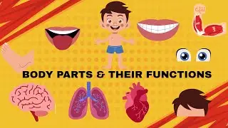 Body Parts & Their Functions | Head, Arms, Legs, and More | Kids Learning video | A&Z kids
