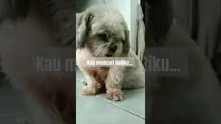 #dog