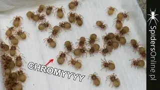 Rozmnażanie Chromek - kilka słów o PROJEKT CHROMATOPELMA - spidersonline.pl