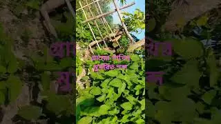 Birds sound video ......#shorts#reels#playforfree#foryourpage#offer#offers#offerstoday#tiktok,