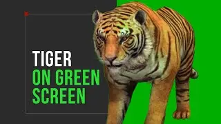 Green Screen | Tiger on key-able green screen | Free footage | No copyright