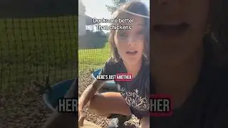 Here&rsquo;s another reason why ducks are better than chickens