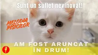 Am fost aruncat în drum - Crissa ❌Oficial Video ❌o melodie pentru animăluțele prinse în cușcă | 