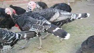 Pavo Oscense Cobre & Plata