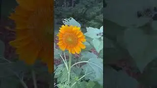 Sunflower update!! #healinggarden #gardendelight #gardenflowers #flower #flowers #cutflowers #beauty
