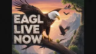 I Spent 24 Hours With An Eagle