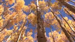 Forests Matter