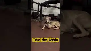 Tom the Aspin the Clingy Dog