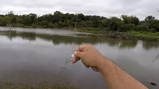This Is Why You Carry A Few Beetle Spins!