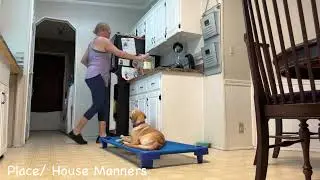 9mo Beagle Mix &ldquo;Maggie&rdquo; | Daytona Beach Dog Trainers | Central Florida Dog Trainers