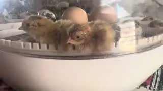 New babies on the homestead Quail babies coming along.