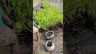 Traditional Mud Fishing Video