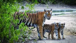 Top 10 Countries with the Highest Tiger Populations.