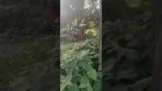 गांव घूमना