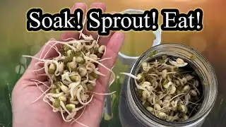 The Kitchen Garden! Easiest Method to Grow Bean Sprouts 🌱 in 6 Days!