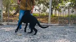 Two weeks later🐕