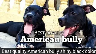 Best quality semi adult American bully for sale | shiny black nice quality fully vaccinated