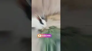 Kal ham. logo ne new pet lana hai.guys #ytpigeon
