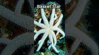 Basket Star &ndash; The Twisting Marvel of the Deep | DreamAtlasAI #BasketStar #DeepSeaCreature