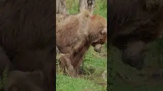 Амурский бурый медведь 4