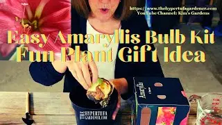How To Grow - Easy Amaryllis Bulb Kit - Plant Gift Idea or Easy Growing Idea for Kids or Grandkids